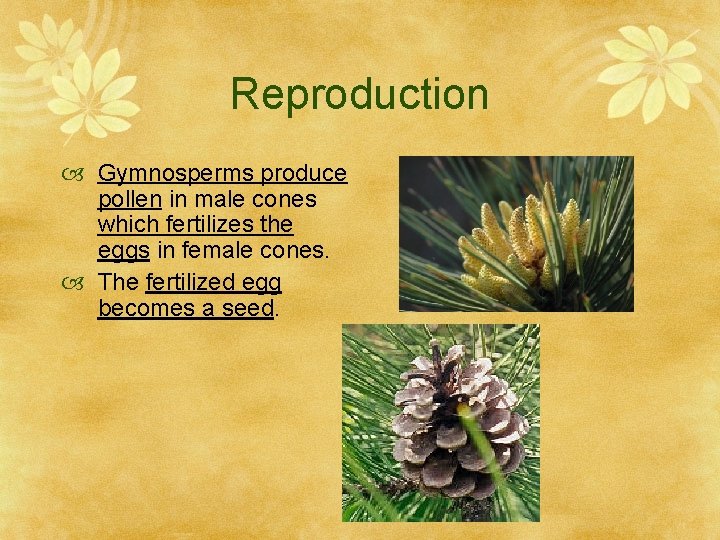 Reproduction Gymnosperms produce pollen in male cones which fertilizes the eggs in female cones.