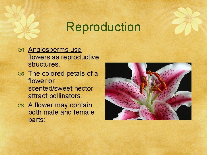 Reproduction Angiosperms use flowers as reproductive structures. The colored petals of a flower or