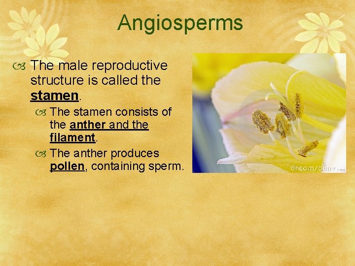Angiosperms The male reproductive structure is called the stamen. The stamen consists of the