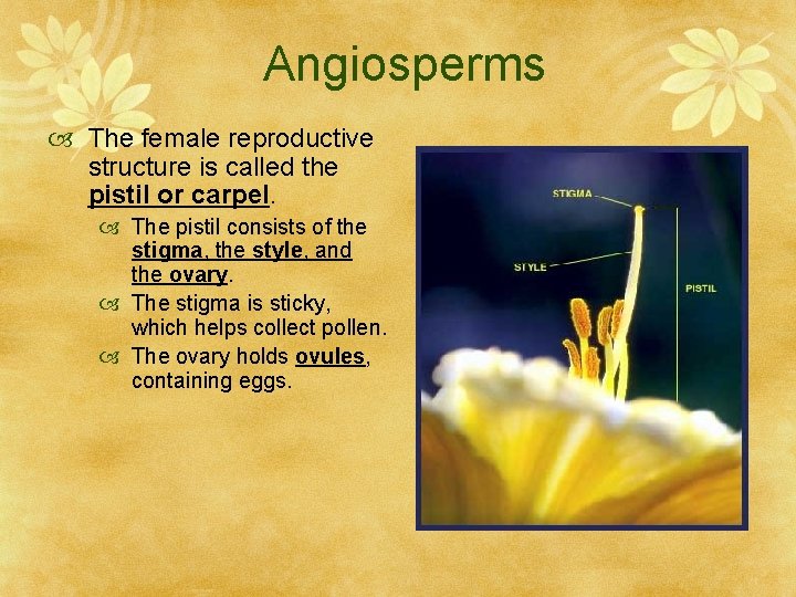Angiosperms The female reproductive structure is called the pistil or carpel. The pistil consists