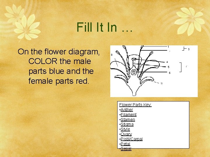 Fill It In … On the flower diagram, COLOR the male parts blue and