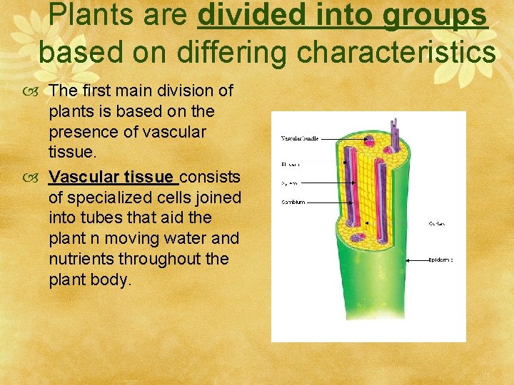 Plants are divided into groups based on differing characteristics The first main division of