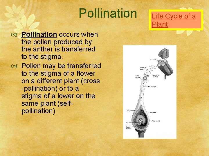 Pollination occurs when the pollen produced by the anther is transferred to the stigma.