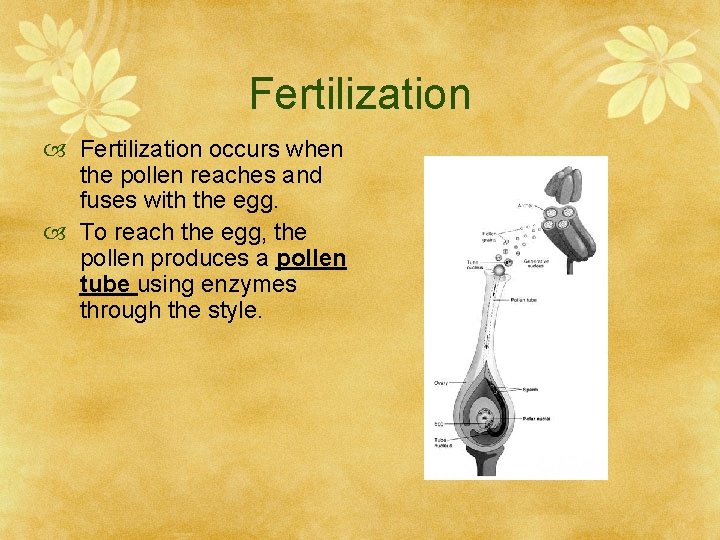 Fertilization occurs when the pollen reaches and fuses with the egg. To reach the