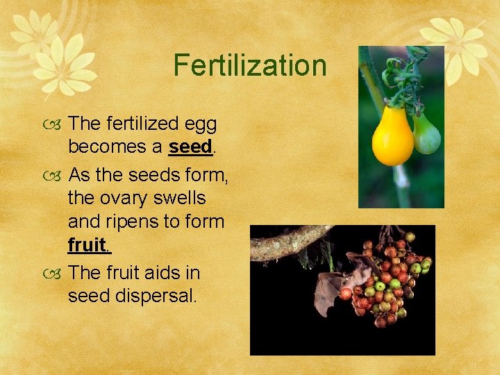 Fertilization The fertilized egg becomes a seed. As the seeds form, the ovary swells