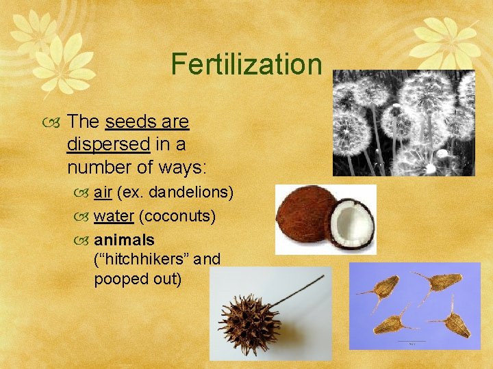 Fertilization The seeds are dispersed in a number of ways: air (ex. dandelions) water