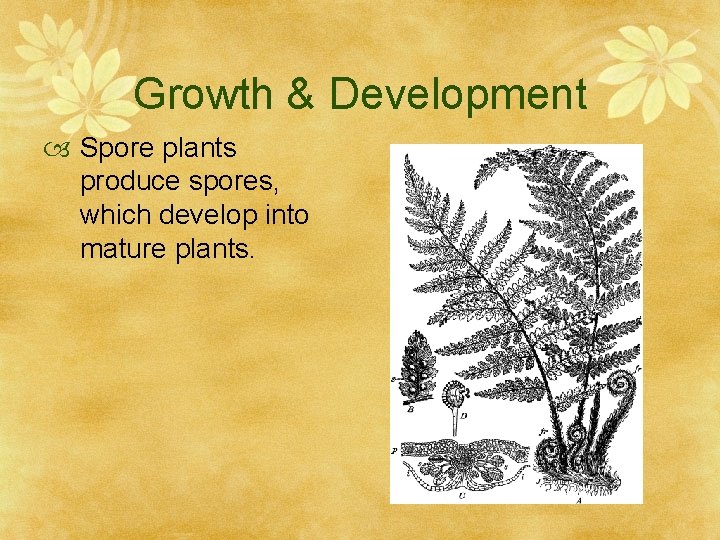 Growth & Development Spore plants produce spores, which develop into mature plants. 