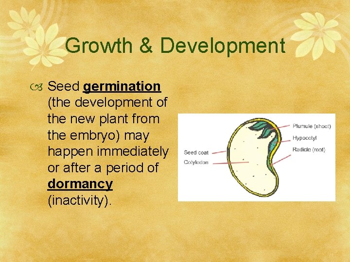 Growth & Development Seed germination (the development of the new plant from the embryo)