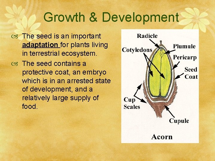 Growth & Development The seed is an important adaptation for plants living in terrestrial