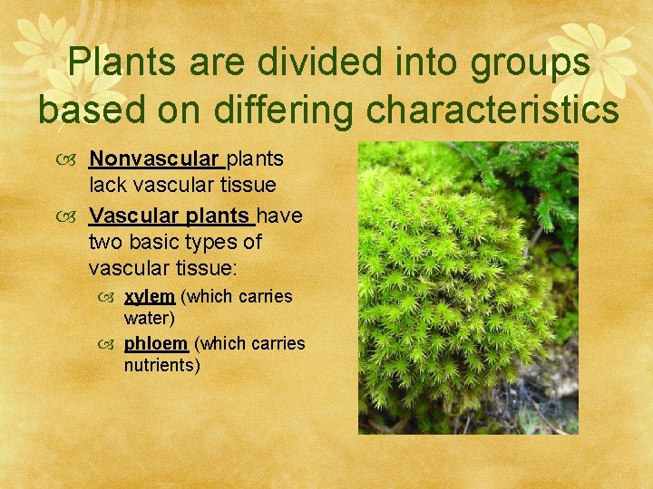 Plants are divided into groups based on differing characteristics Nonvascular plants lack vascular tissue