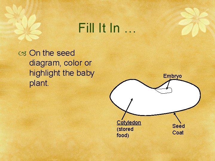 Fill It In … On the seed diagram, color or highlight the baby plant.