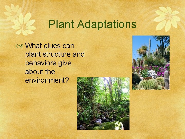 Plant Adaptations What clues can plant structure and behaviors give about the environment? 