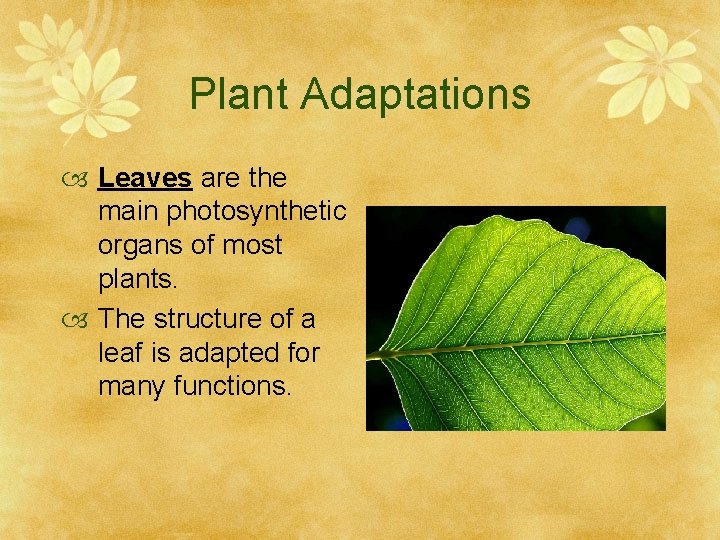 Plant Adaptations Leaves are the main photosynthetic organs of most plants. The structure of