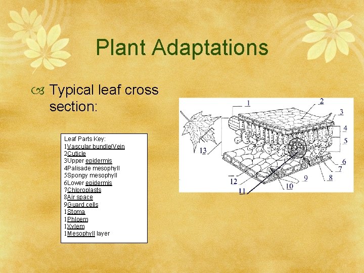 Plant Adaptations Typical leaf cross section: Leaf Parts Key: 1 Vascular bundle/Vein 2 Cuticle