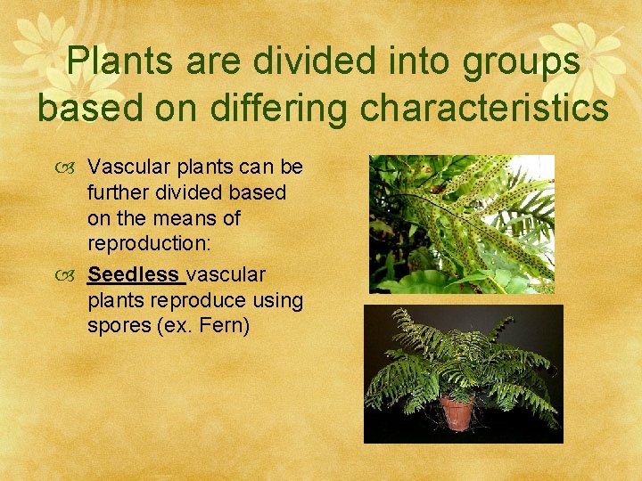 Plants are divided into groups based on differing characteristics Vascular plants can be further