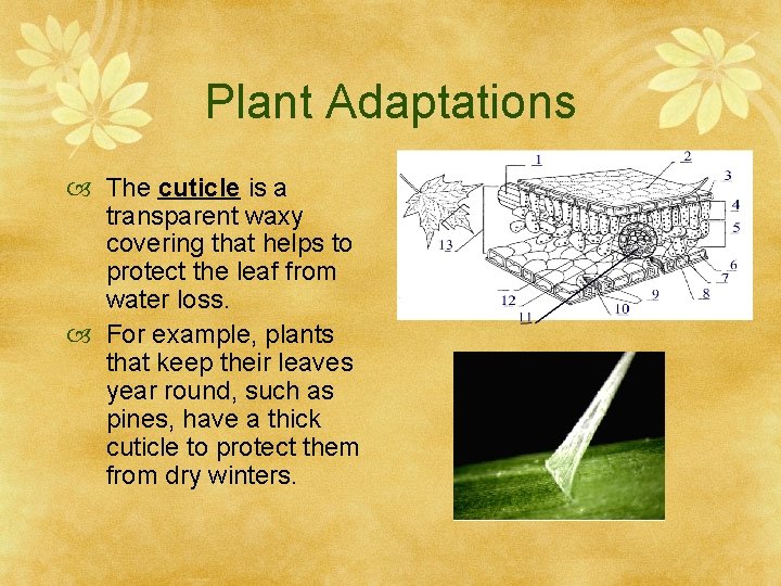 Plant Adaptations The cuticle is a transparent waxy covering that helps to protect the