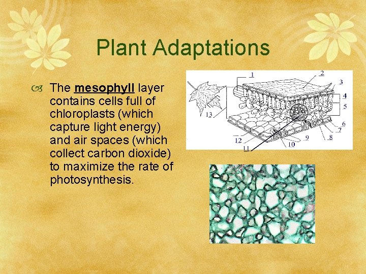 Plant Adaptations The mesophyll layer contains cells full of chloroplasts (which capture light energy)