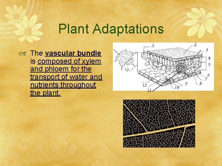 Plant Adaptations The vascular bundle is composed of xylem and phloem for the transport