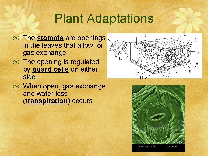 Plant Adaptations The stomata are openings in the leaves that allow for gas exchange.