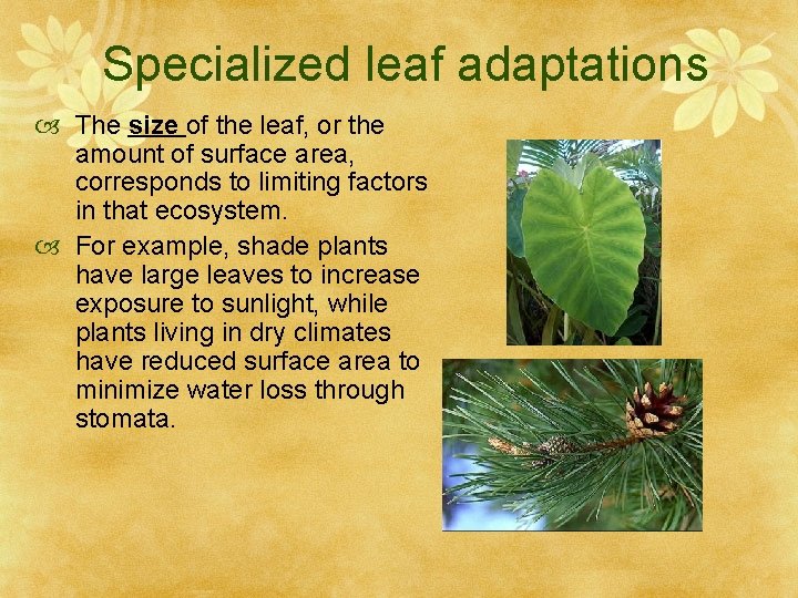 Specialized leaf adaptations The size of the leaf, or the amount of surface area,