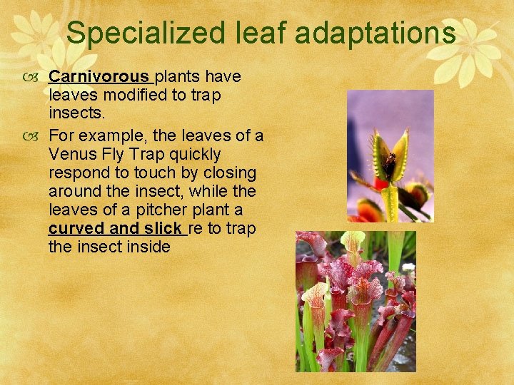 Specialized leaf adaptations Carnivorous plants have leaves modified to trap insects. For example, the