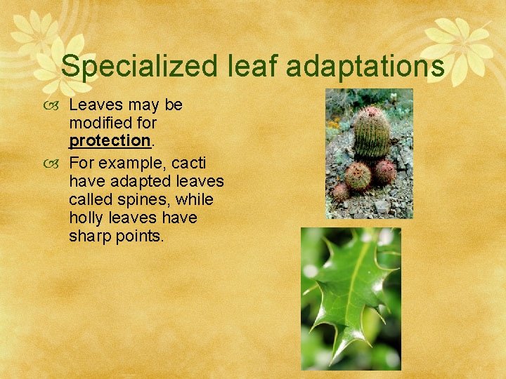 Specialized leaf adaptations Leaves may be modified for protection. For example, cacti have adapted