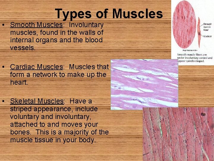 Types of Muscles • Smooth Muscles: Involuntary muscles, found in the walls of internal
