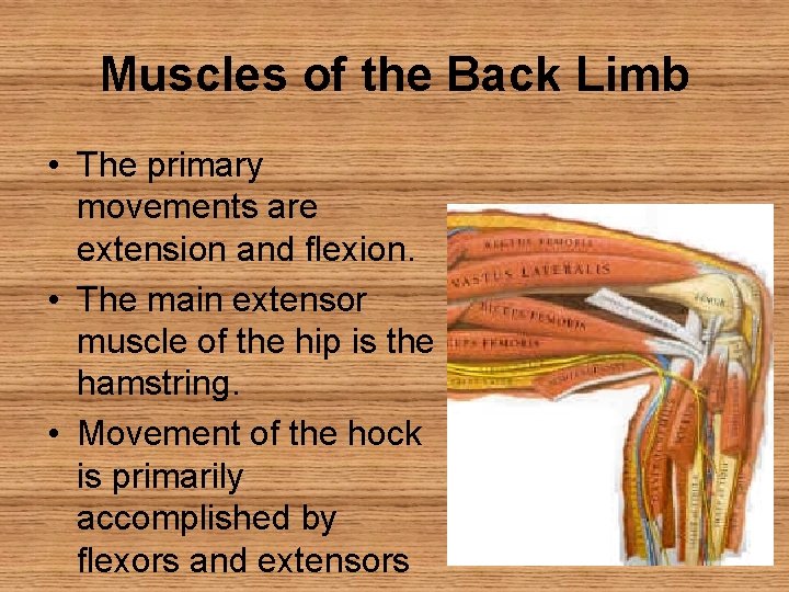 Muscles of the Back Limb • The primary movements are extension and flexion. •