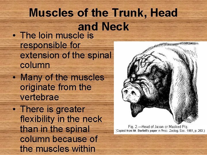 Muscles of the Trunk, Head and Neck • The loin muscle is responsible for