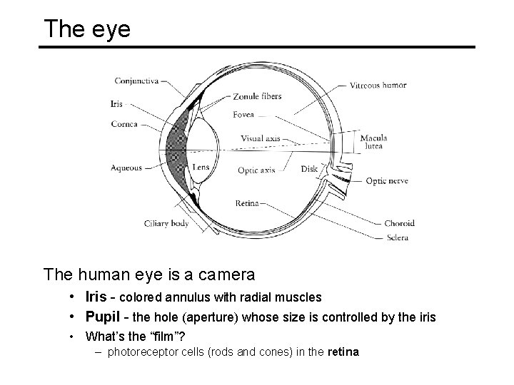The eye The human eye is a camera • Iris - colored annulus with