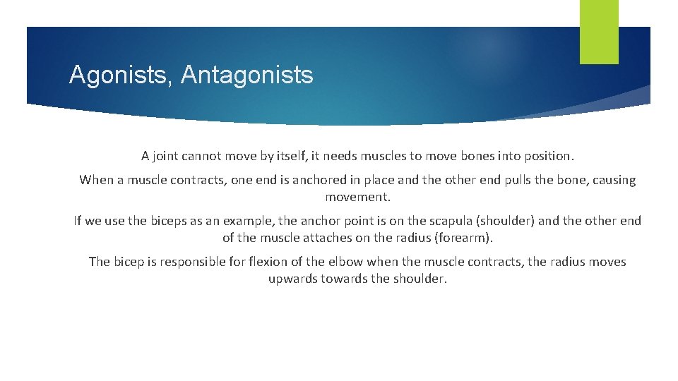 Agonists, Antagonists A joint cannot move by itself, it needs muscles to move bones