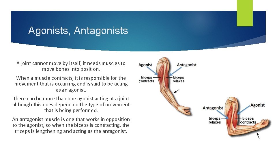 Agonists, Antagonists A joint cannot move by itself, it needs muscles to move bones