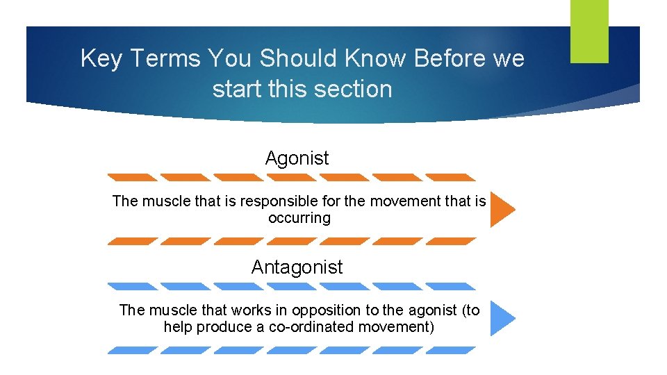 Key Terms You Should Know Before we start this section Agonist The muscle that