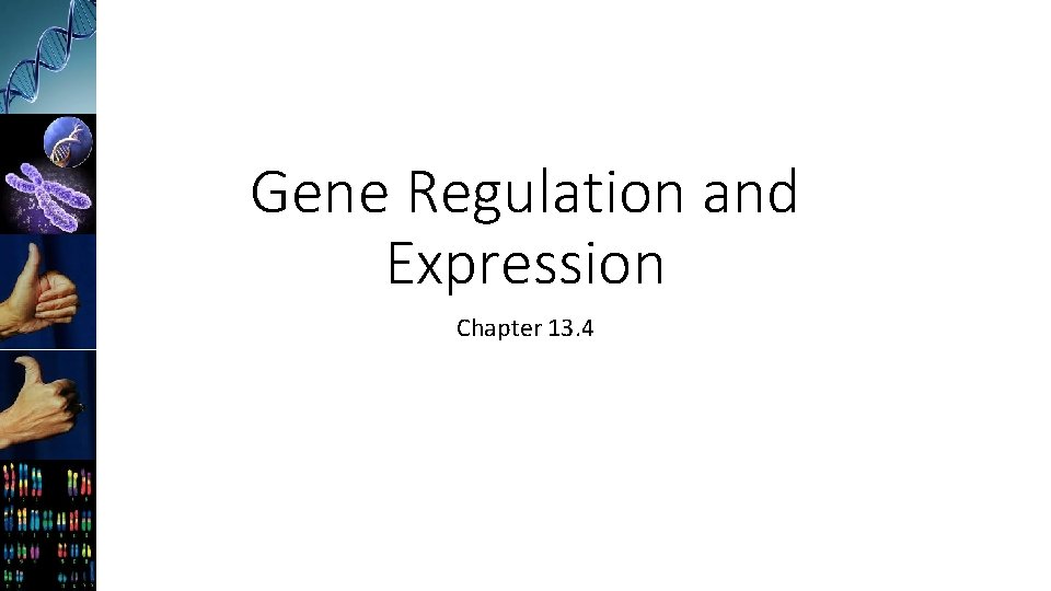 Gene Regulation and Expression Chapter 13. 4 