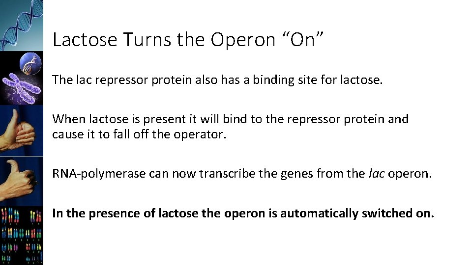 Lactose Turns the Operon “On” The lac repressor protein also has a binding site