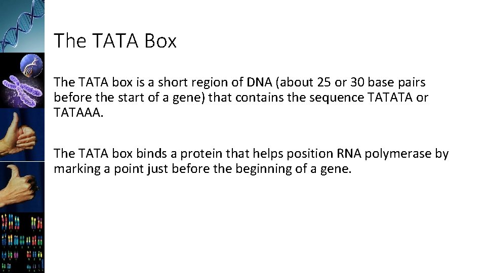The TATA Box The TATA box is a short region of DNA (about 25