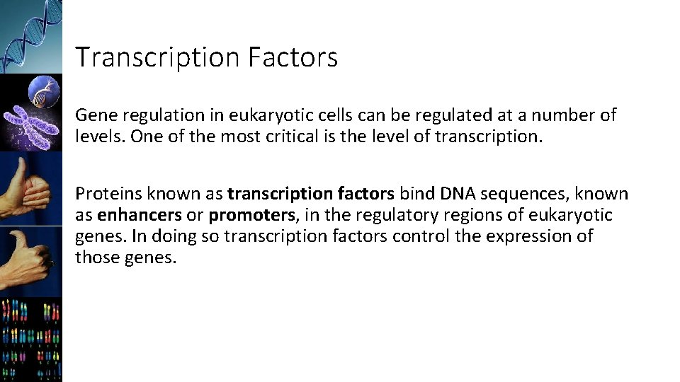 Transcription Factors Gene regulation in eukaryotic cells can be regulated at a number of
