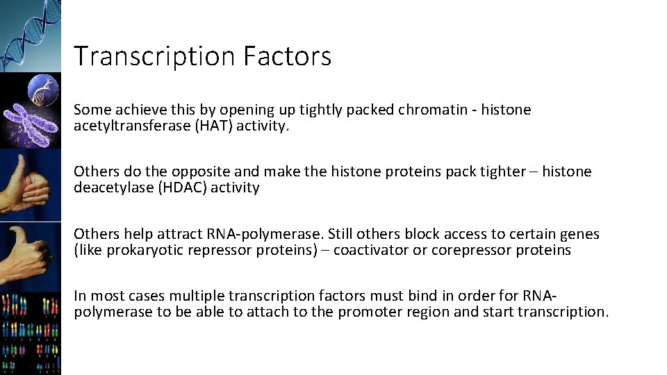 Transcription Factors Some achieve this by opening up tightly packed chromatin - histone acetyltransferase