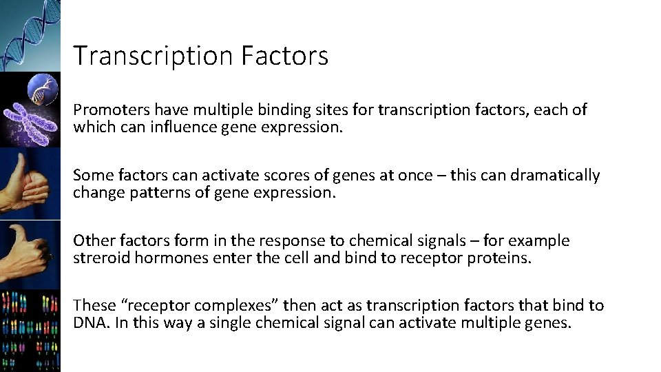 Transcription Factors Promoters have multiple binding sites for transcription factors, each of which can