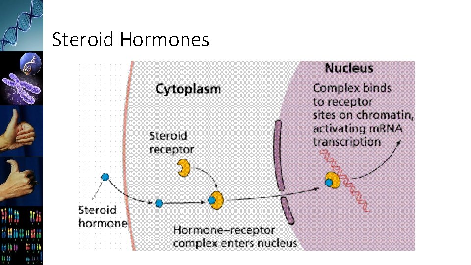 Steroid Hormones 