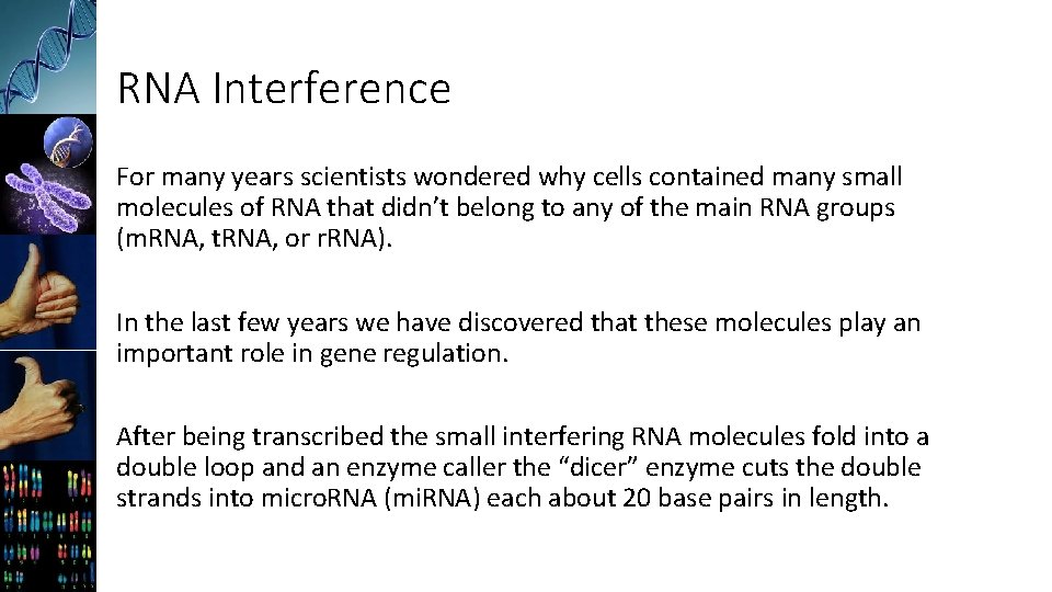 RNA Interference For many years scientists wondered why cells contained many small molecules of