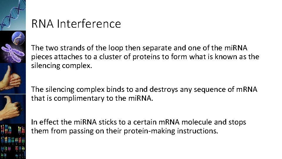 RNA Interference The two strands of the loop then separate and one of the