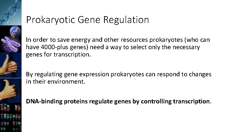 Prokaryotic Gene Regulation In order to save energy and other resources prokaryotes (who can