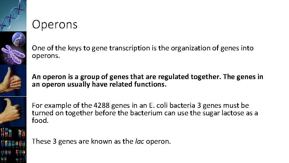Operons One of the keys to gene transcription is the organization of genes into