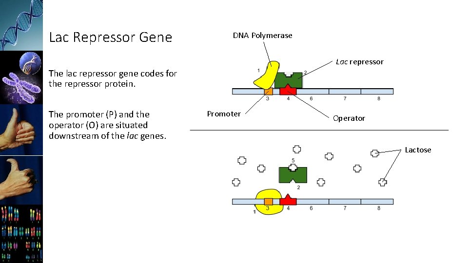 Lac Repressor Gene DNA Polymerase Lac repressor The lac repressor gene codes for the