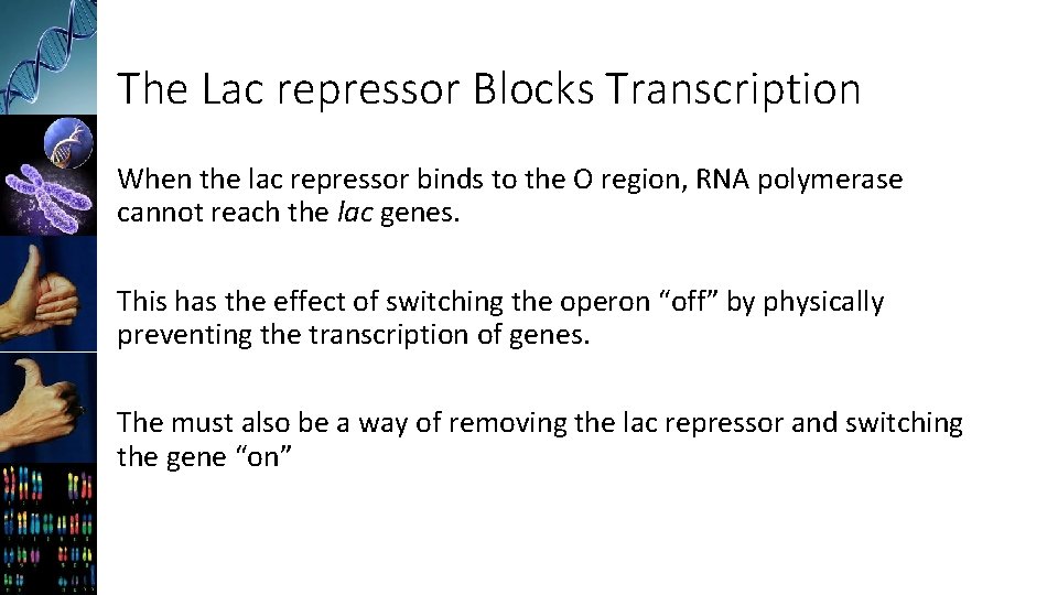 The Lac repressor Blocks Transcription When the lac repressor binds to the O region,