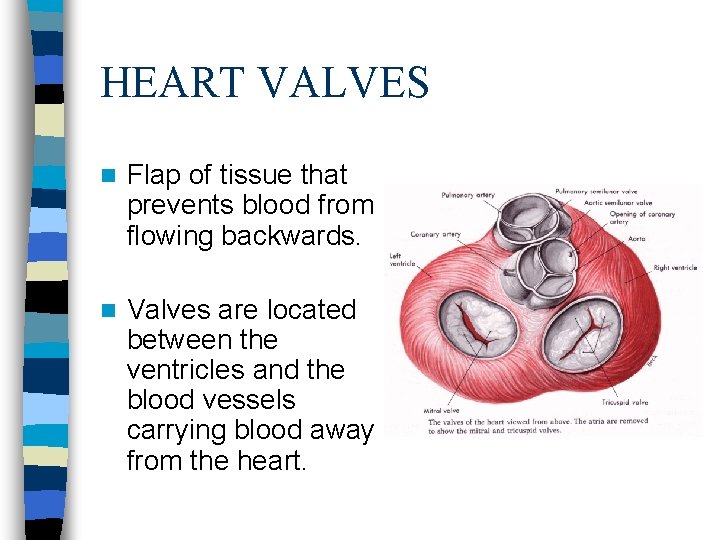 HEART VALVES n Flap of tissue that prevents blood from flowing backwards. n Valves
