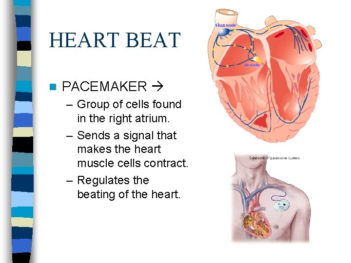 HEART BEAT n PACEMAKER – Group of cells found in the right atrium. –