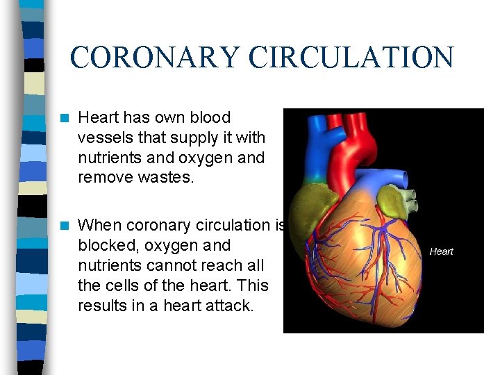 CORONARY CIRCULATION n Heart has own blood vessels that supply it with nutrients and