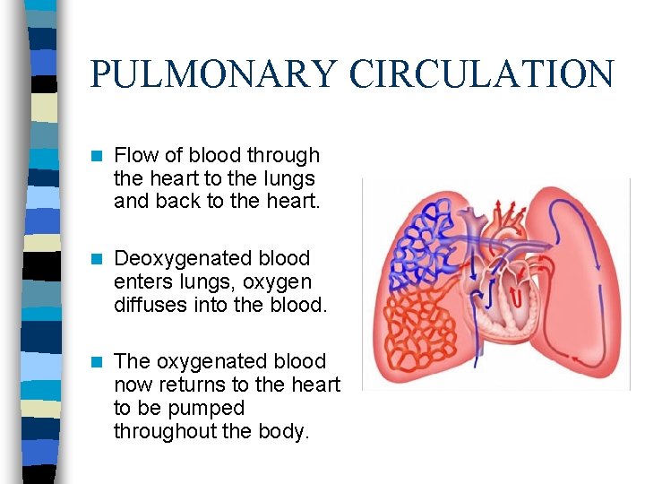 PULMONARY CIRCULATION n Flow of blood through the heart to the lungs and back